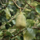 オオイタビ(オオイタビカズラ) 実