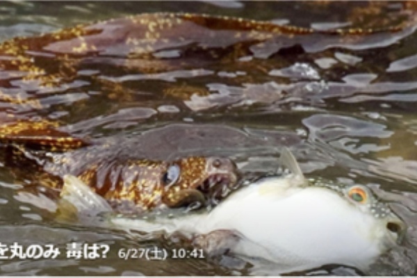 ウツボがフグを丸のみ 解毒剤につながる サンシャイン サウンド 管理人 ふぃんち