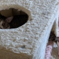 なつちゃん　ちょっと足が出ているよ