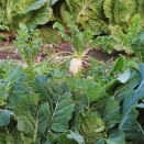 冬菜畑まわりは新興住宅地