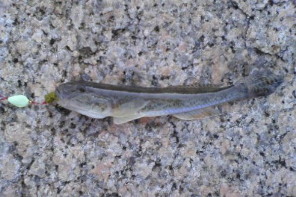 中津港 初釣り We Have Something