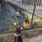 毎日がいなか
