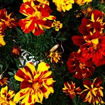 つれづれげえ日記