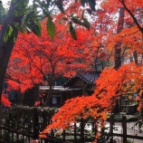 『平林寺の紅葉　２０１５』の画像