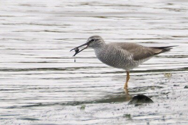 東京港野鳥公園 レンジャーブログ - 2024年04月