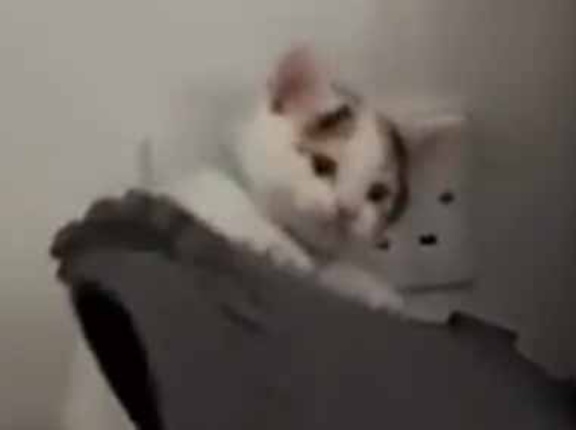 かわいい彼女はいつもそこから脱走していた。そんなに苦労してまでどうして？→ その理由はこちらです…
