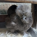 ヤギ飼ってみた