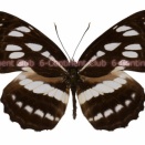 リュウキュウミスジ♂ (ボルネオ) Neptis hylas sopatra
