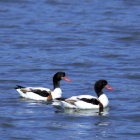 『投稿：九州で見かけた鳥たち&BORGと私　2025/04/02』の画像