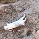 ころり転げた木の根元