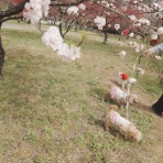 元保護犬 マルチーズとトイプードルの記録♪