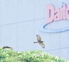 2026年8月2日の野鳥公園