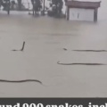 【衝撃映像】中国さん、洪水によって脱走したコブラに支配されてしまう・・・