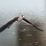 バイオリン（Fiddle)も鳥見も楽しいやん