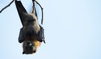 日本にいる筈なのに見た事ない動物「モグラ」「コウモリ」