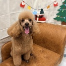 テヤンちゃんとウォルちゃん🐶🐾