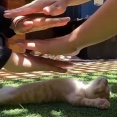 熟睡した子猫は…あお向けのまま持ち上げても目を覚まさない