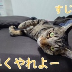 cat cafe Prince