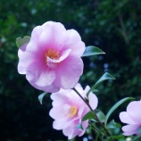 『今年のうちにきれいに！』の画像