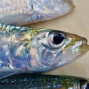 大きなマイワシを釣りに行った話【西浦】