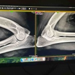 バーニーズのジョンとわんこの里親探し