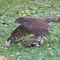 獲物を捕ったツミ（雀鷹）を撮る🦅📸（太田市）