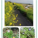 2026,4、14、朝の散歩道