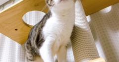 視線で訴える猫。