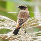 10月19日の野鳥観察　豊川市平尾