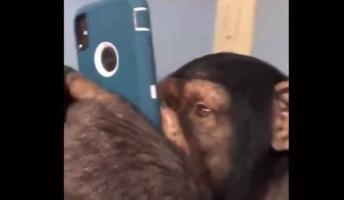 【衝撃】チンパンジーにスマホ与えた結果wwwwwwwwww