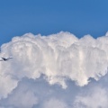 夏雲