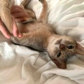 それぞれのスリッカーブラシ　ジャミちゃん編