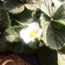 野良じゃがの収穫