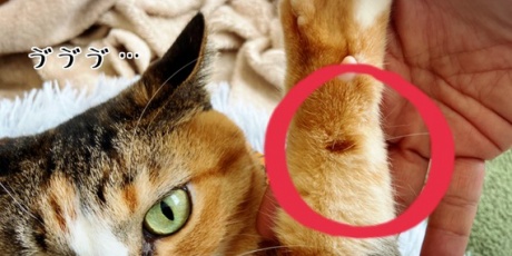 猫とお酒と日々のこと - ブログ Powered by ライブドアブログ