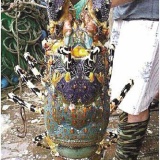 【画像】「神エビ」か？　長さ１メートル重さ３キロの伊勢エビを捕獲、売価１０００万円超