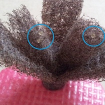 メダカ 自然の中にruntofun