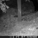 動物たちの夜の生態（クマ編）