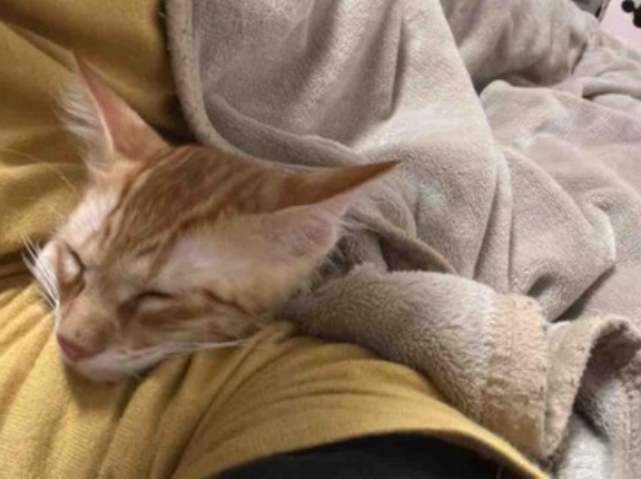 子猫の添い寝修行中　20260701