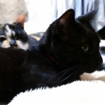 酒とロックな日常