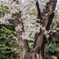 4月6日に行った公園の桜
