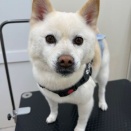 トリミングブログ