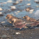 砂浜のハギマシコ Asian Rosy Finch
