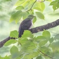 2026年6月7日の野鳥公園