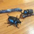 カブトムシの成長～！