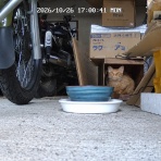 うちのとらまる