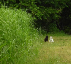 さくら猫への餌やりやめて！
