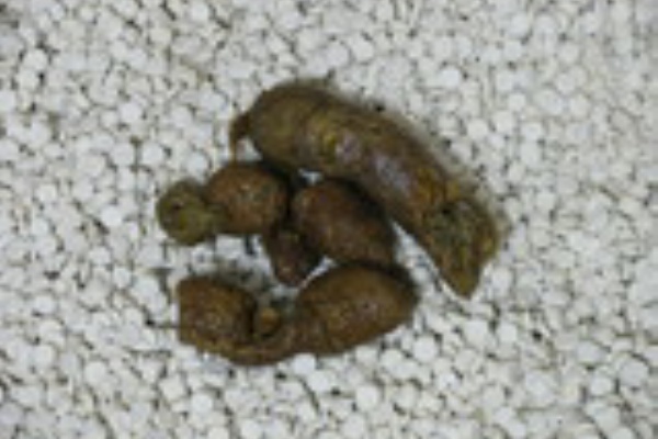 猫は病と闘うーウィリアムのウンチ画像記録集 10