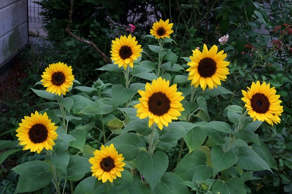 かしの木のたわごと