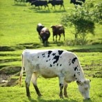 うちのとらまる