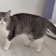 猫動画の人気YouTubeチャンネル「もちまる日記」（登録者199万人）が “活動引退”を表明 「悩みに悩んで」経緯説明 → コメント殺到（動画あり）